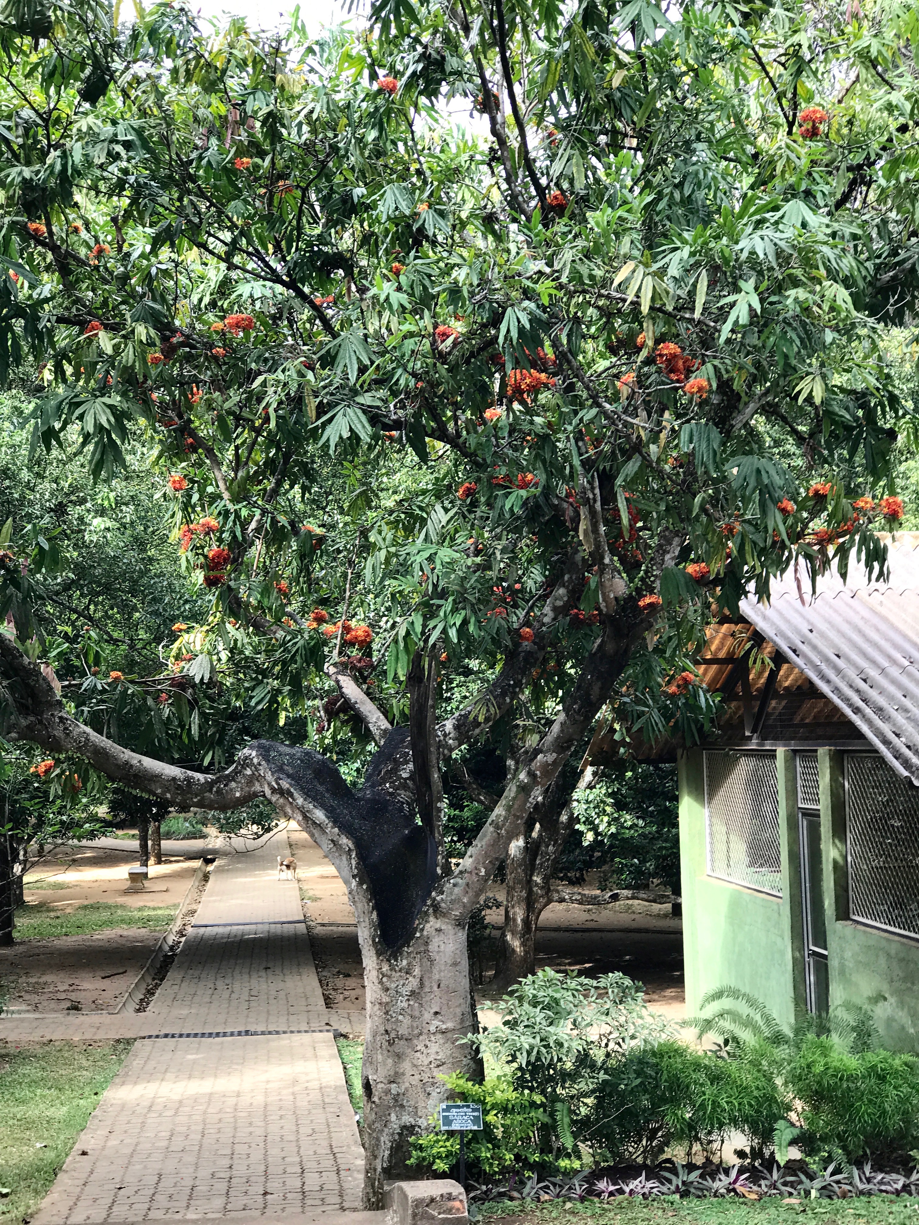Ashoka Tree, Kandy