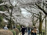 Japan 2023: Shrines, Crafts, Samurai, Geisha and Cherry Blossoms