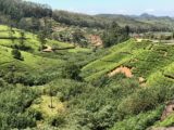 Tea Gardens, Nuwara Eliya