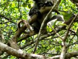Colobus Monkey, Josani National Park