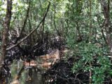 Mangrove Forest, Josani National Park